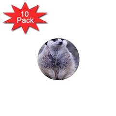 Adorable Meerkat 03 1  Mini Magnet (10 Pack)  by ImpressiveMoments