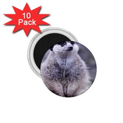 Adorable Meerkat 03 1 75  Magnets (10 Pack)  by ImpressiveMoments