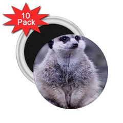 Adorable Meerkat 03 2 25  Magnets (10 Pack)  by ImpressiveMoments