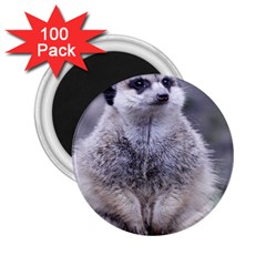 Adorable Meerkat 03 2 25  Magnets (100 Pack)  by ImpressiveMoments