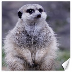 Adorable Meerkat 03 Canvas 12  X 12  