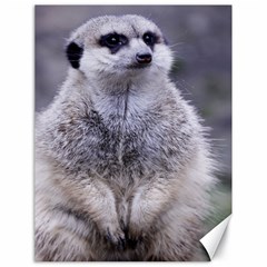 Adorable Meerkat 03 Canvas 18  X 24   by ImpressiveMoments