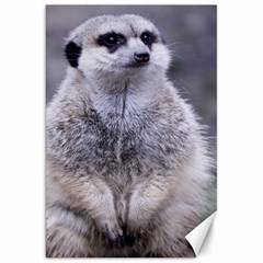 Adorable Meerkat 03 Canvas 20  X 30  