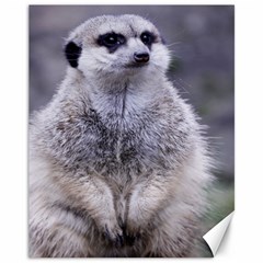 Adorable Meerkat 03 Canvas 11  X 14  