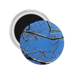 Leafless Tree Branches Against Blue Sky 2 25  Magnets by dflcprints