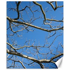 Leafless Tree Branches Against Blue Sky Canvas 8  X 10  by dflcprints