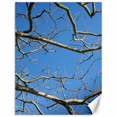 Leafless Tree Branches Against Blue Sky Canvas 12  X 16  