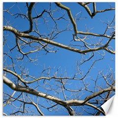 Leafless Tree Branches Against Blue Sky Canvas 16  X 16   by dflcprints