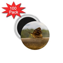 Butterfly Against Blur Background At Iguazu Park 1 75  Magnets (100 Pack) 