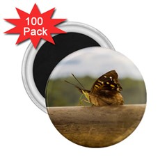 Butterfly Against Blur Background At Iguazu Park 2 25  Magnets (100 Pack)  by dflcprints