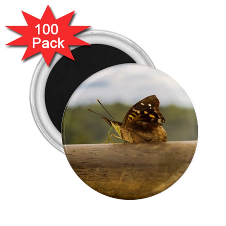 Butterfly against Blur Background at Iguazu Park 2.25  Magnets (100 pack) 