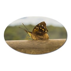 Butterfly Against Blur Background At Iguazu Park Oval Magnet