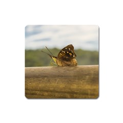 Butterfly Against Blur Background At Iguazu Park Square Magnet by dflcprints