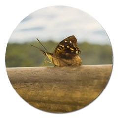 Butterfly Against Blur Background At Iguazu Park Magnet 5  (round) by dflcprints