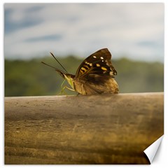 Butterfly Against Blur Background At Iguazu Park Canvas 12  X 12   by dflcprints