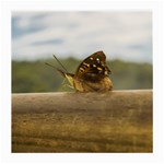 Butterfly against Blur Background at Iguazu Park Medium Glasses Cloth (2-Side) Front