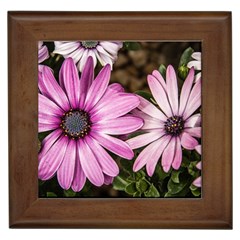 Beautiful Colourful African Daisies  Framed Tiles by OZMedia