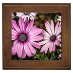 Beautiful Colourful African Daisies  Framed Tiles Front