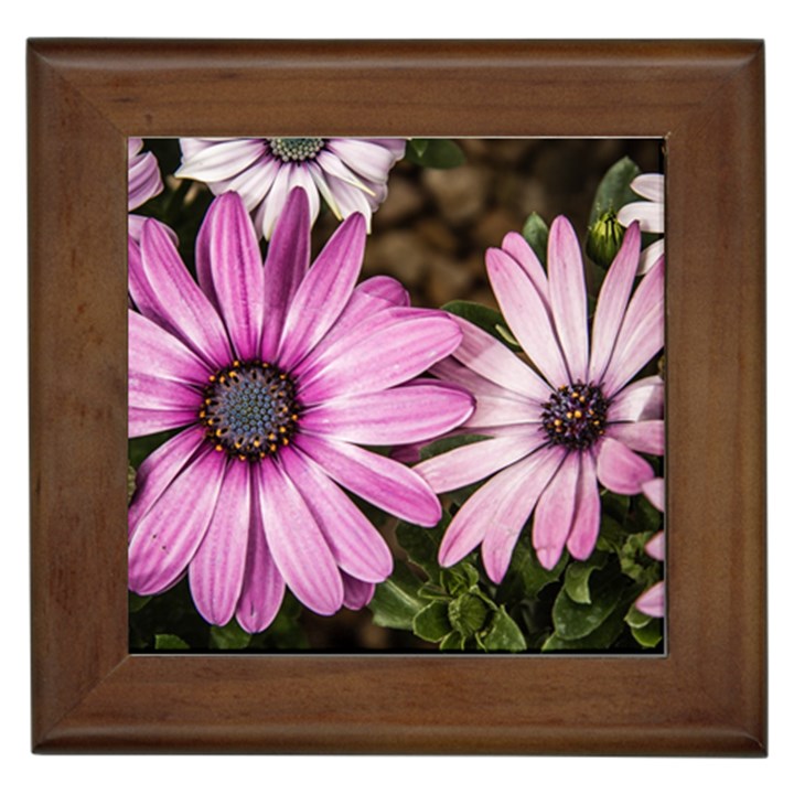 Beautiful Colourful African Daisies  Framed Tiles