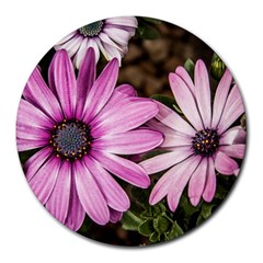 Beautiful Colourful African Daisies  Round Mousepads by OZMedia