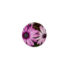 Beautiful Colourful African Daisies  1  Mini Magnets by OZMedia