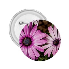 Beautiful Colourful African Daisies  2 25  Buttons