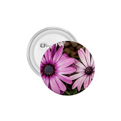 Beautiful Colourful African Daisies  1 75  Buttons