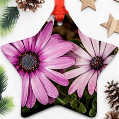 Beautiful Colourful African Daisies  Ornament (star) 