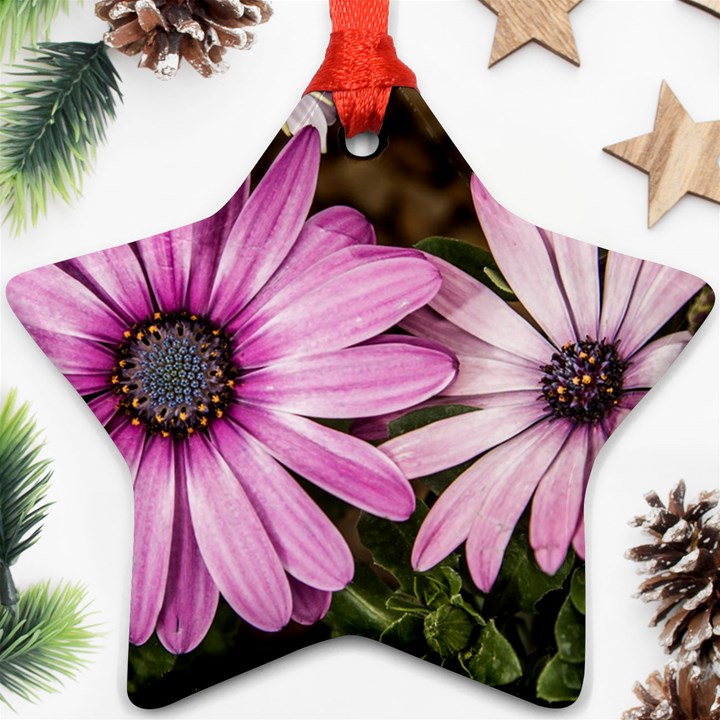 Beautiful Colourful African Daisies  Ornament (Star) 