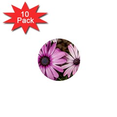 Beautiful Colourful African Daisies  1  Mini Magnet (10 Pack)  by OZMedia