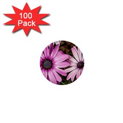 Beautiful Colourful African Daisies  1  Mini Buttons (100 Pack) 