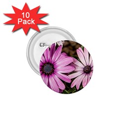 Beautiful Colourful African Daisies  1 75  Buttons (10 Pack)