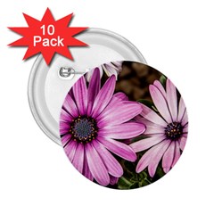 Beautiful Colourful African Daisies  2 25  Buttons (10 Pack) 