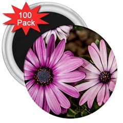 Beautiful Colourful African Daisies  3  Magnets (100 Pack)