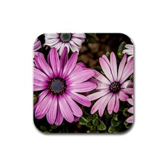 Beautiful Colourful African Daisies  Rubber Square Coaster (4 Pack)  by OZMedia