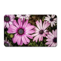 Beautiful Colourful African Daisies  Magnet (rectangular) by OZMedia