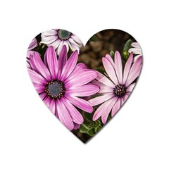 Beautiful Colourful African Daisies  Heart Magnet by OZMedia