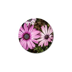 Beautiful Colourful African Daisies  Golf Ball Marker by OZMedia