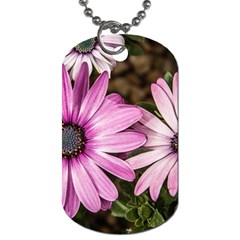 Beautiful Colourful African Daisies  Dog Tag (two Sides) by OZMedia