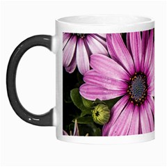 Beautiful Colourful African Daisies  Morph Mugs