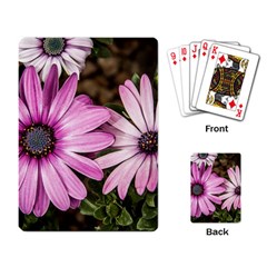 Beautiful Colourful African Daisies  Playing Card