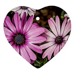 Beautiful Colourful African Daisies  Heart Ornament (2 Sides)