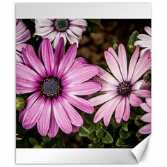 Beautiful Colourful African Daisies  Canvas 8  X 10 