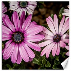 Beautiful Colourful African Daisies  Canvas 16  X 16  