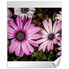 Beautiful Colourful African Daisies  Canvas 16  X 20   by OZMedia