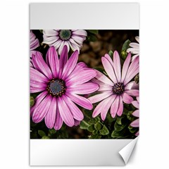 Beautiful Colourful African Daisies  Canvas 24  X 36  by OZMedia