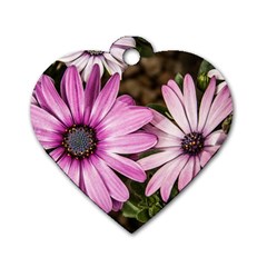 Beautiful Colourful African Daisies  Dog Tag Heart (one Side)