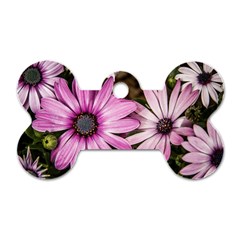 Beautiful Colourful African Daisies  Dog Tag Bone (one Side)