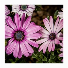 Beautiful Colourful African Daisies  Medium Glasses Cloth (2-side) by OZMedia