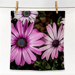 Beautiful Colourful African Daisies  Face Towel by OZMedia